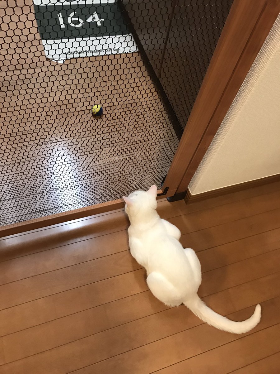 圖片來源：yy221126／twitter