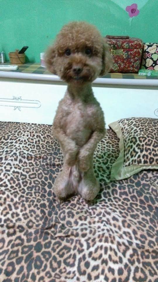 圖片來源:楊雅莉