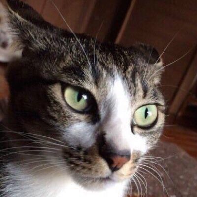 圖片來源:JRRTrollkin/twitter