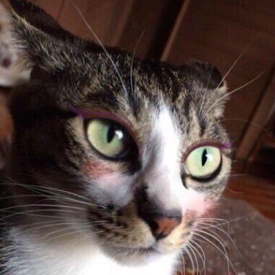 圖片來源:JRRTrollkin/twitter