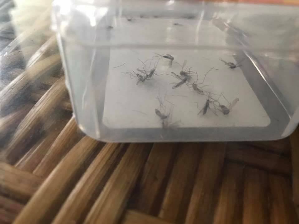 圖片來源:陳長倫