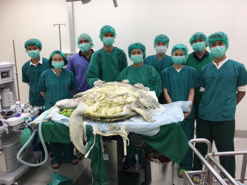 圖片來源:Dr. Nantarika Chansue/Facebook