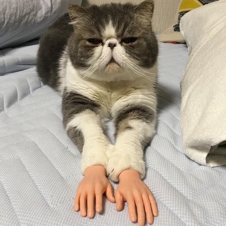 圖片來源：apricotbelly／twitter