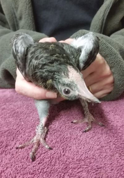 圖片來源：the Dodo