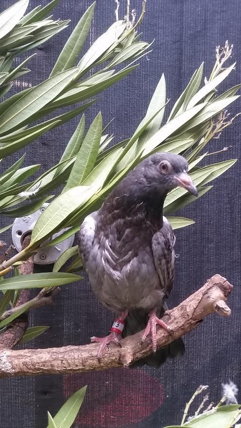 圖片來源：the Dodo
