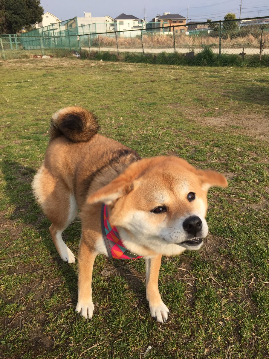 圖片來源: shiba_yuzukichi/twitter