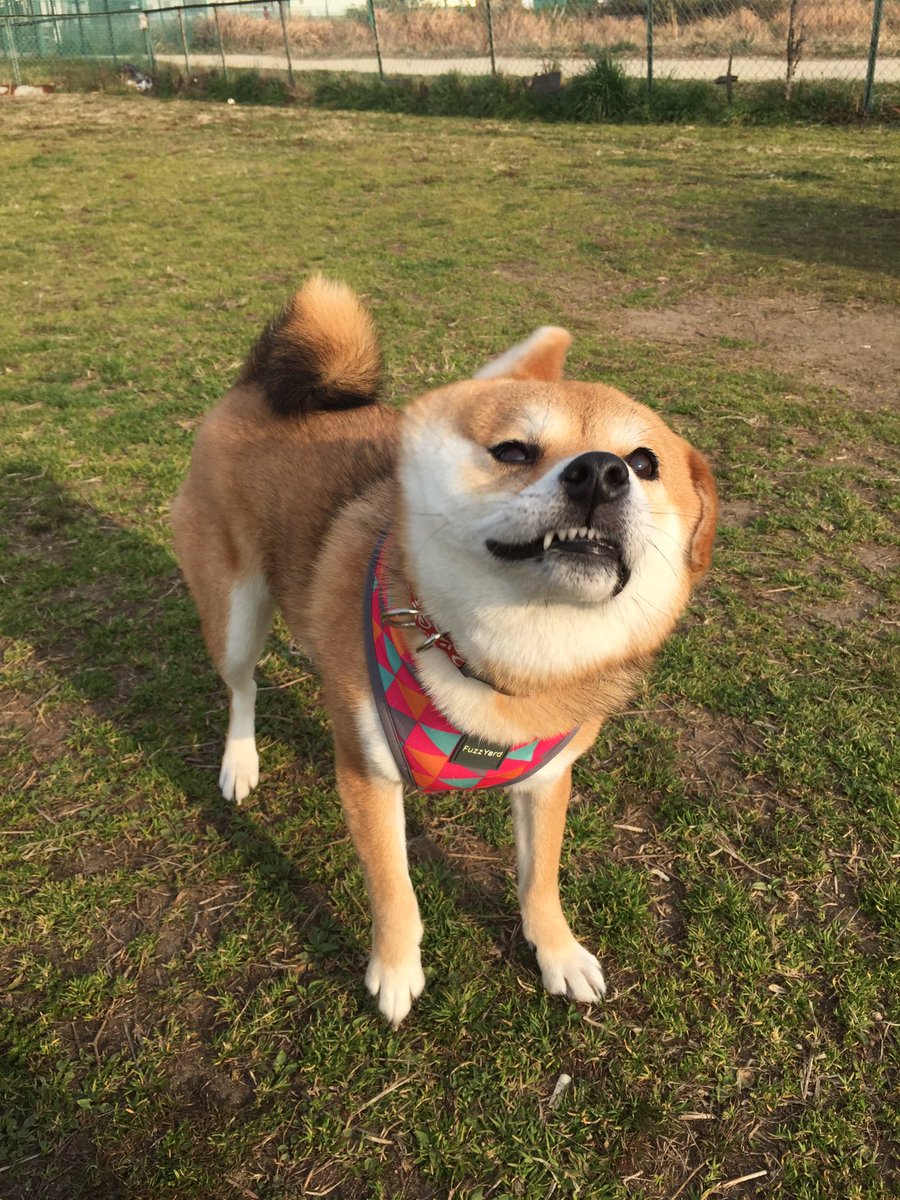 圖片來源: shiba_yuzukichi/twitter