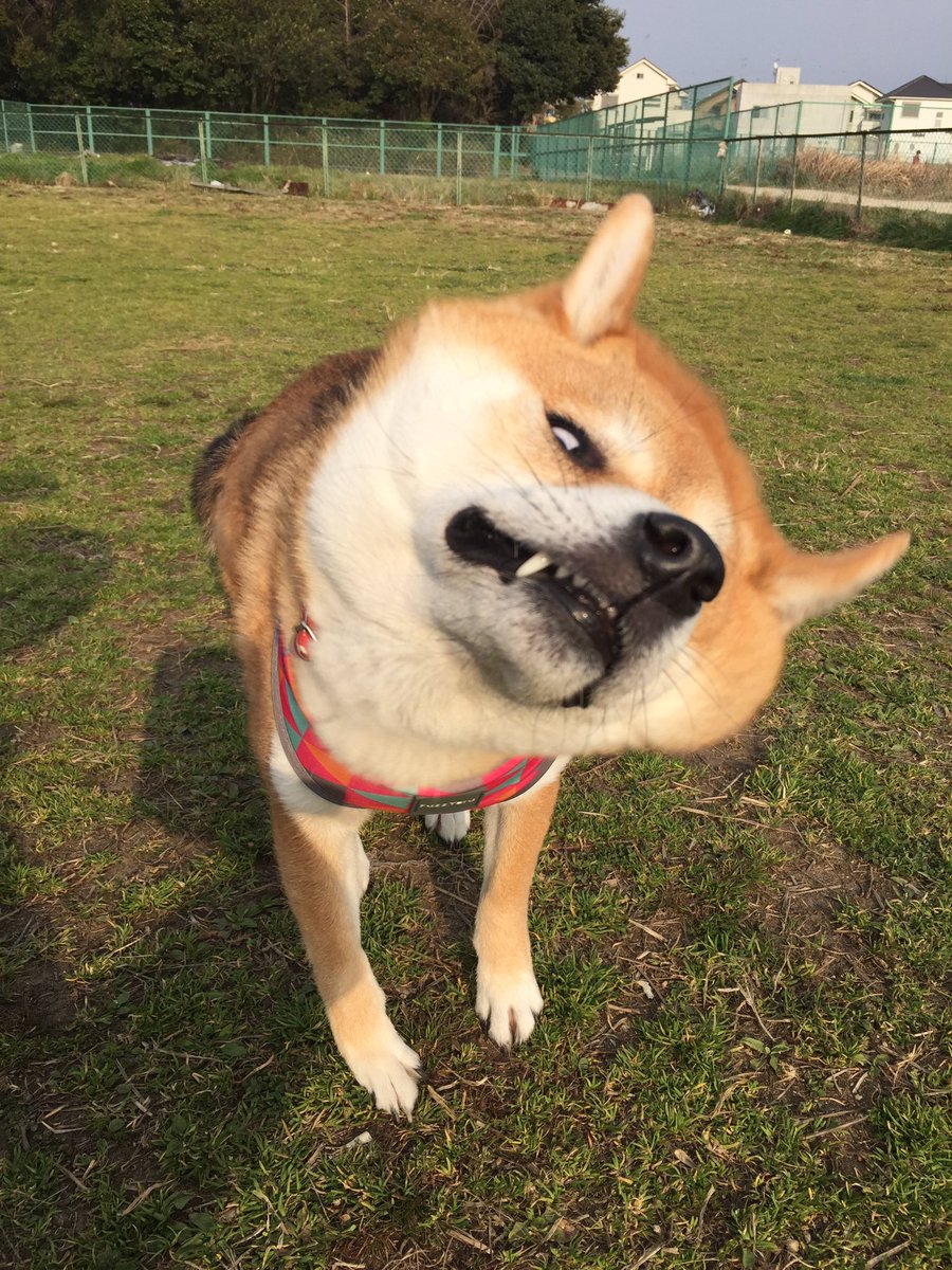 圖片來源: shiba_yuzukichi/twitter