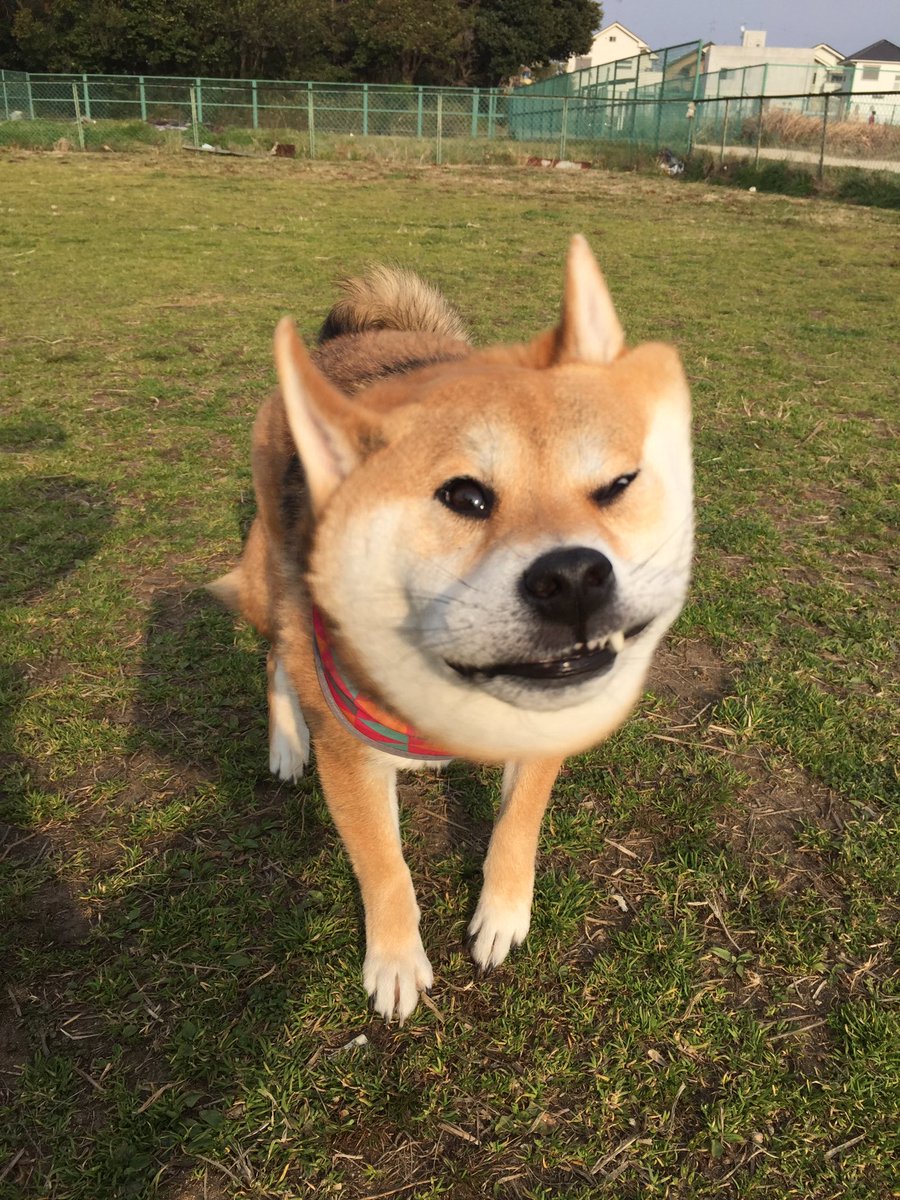 圖片來源: shiba_yuzukichi/twitter