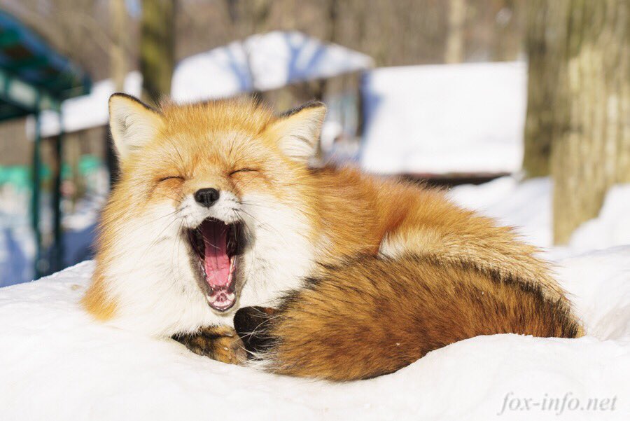 圖片來源：fox_info_net／twitter