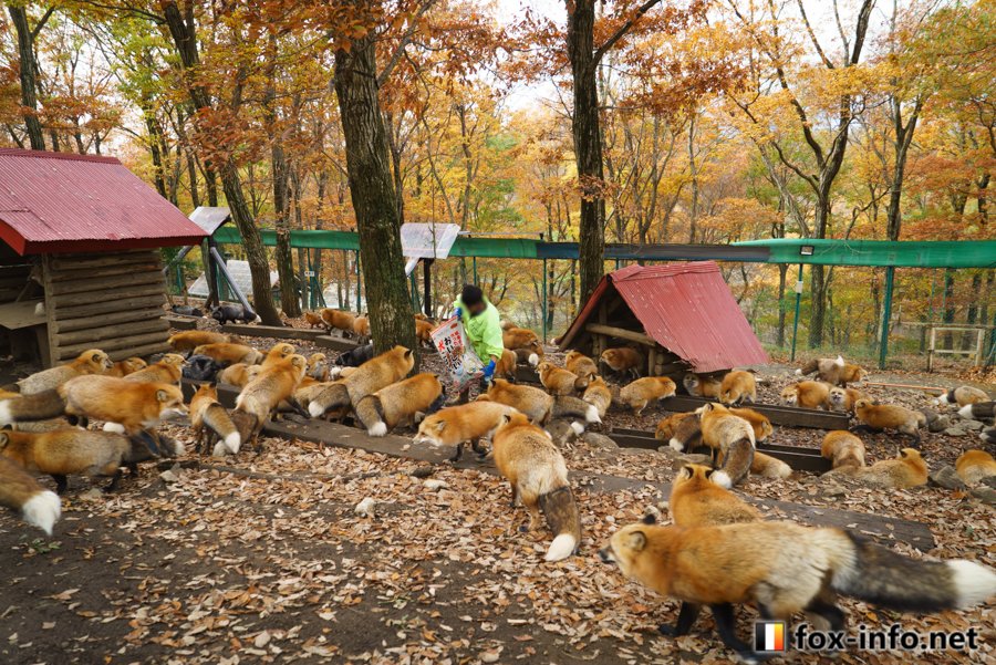 圖片來源：fox_info_net／twitter