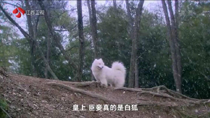 圖片來源：狗民網