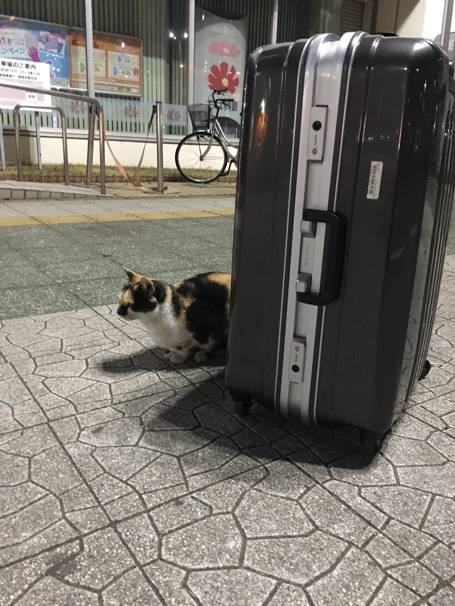 圖片來源:390giovanni66/twitter