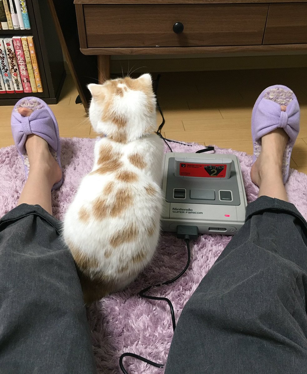 圖片來源: HOIPPU_0722/twitter