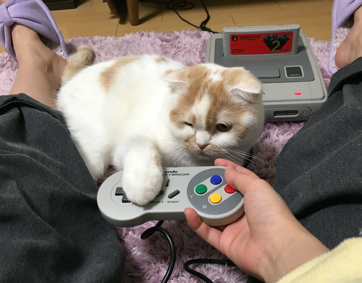 圖片來源: HOIPPU_0722/twitter
