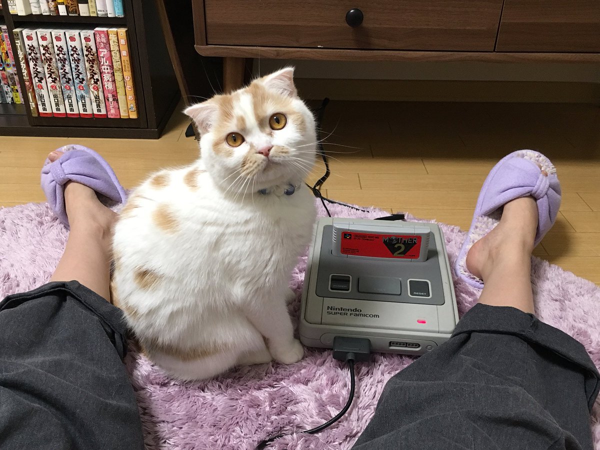圖片來源: HOIPPU_0722/twitter
