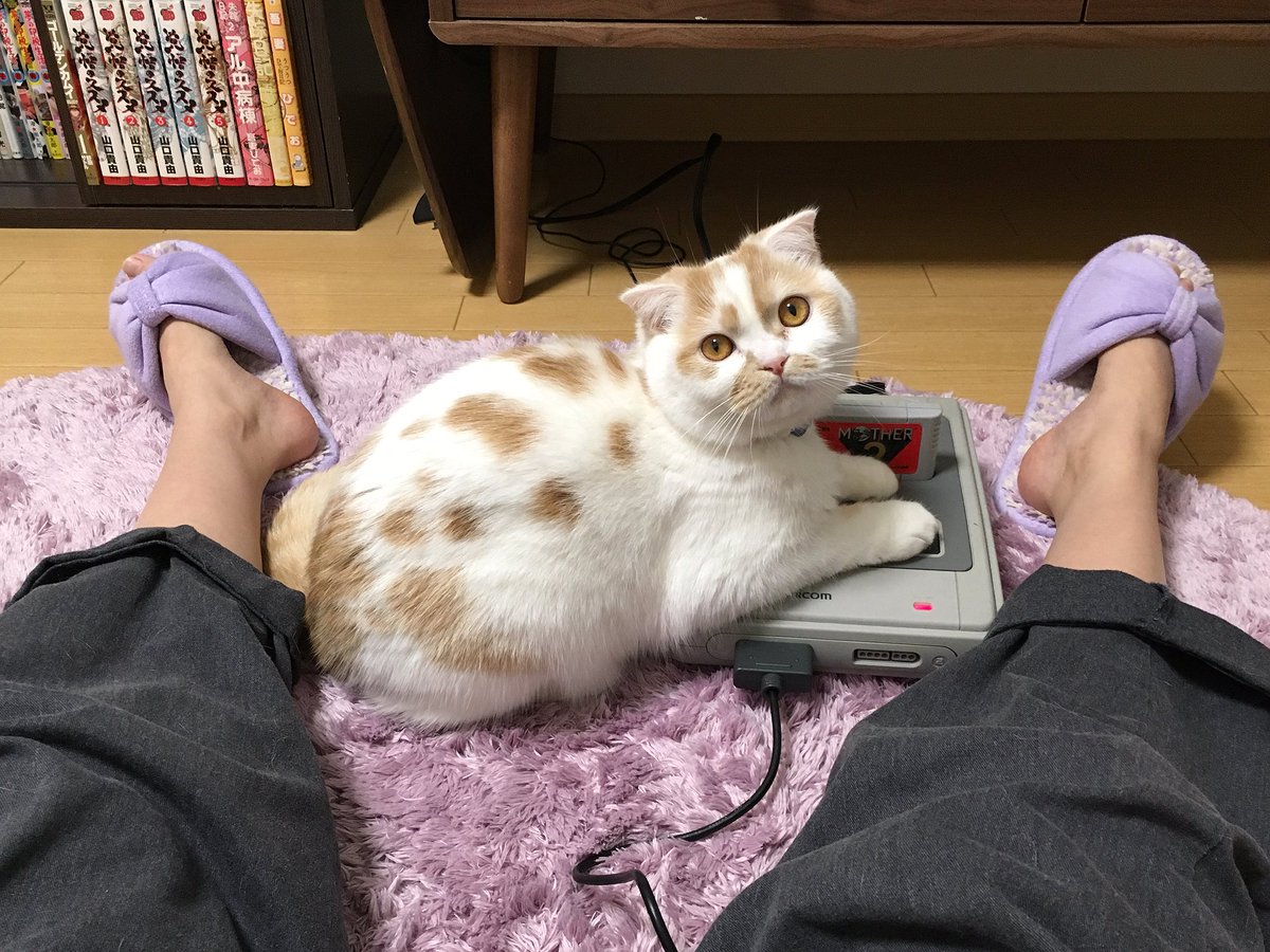 圖片來源: HOIPPU_0722/twitter