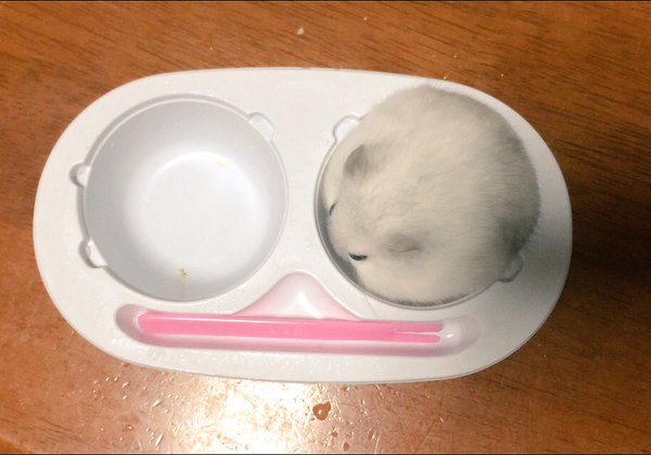 圖片來源:mnmnmnmnii/twitter