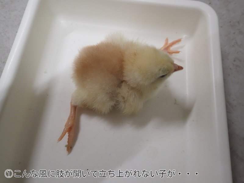 圖片來源:Nouji_center/twitter