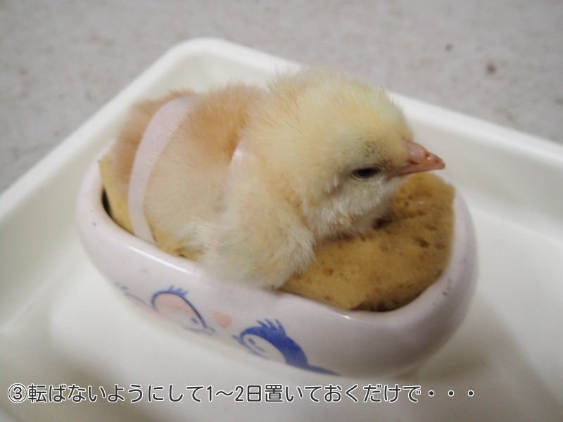 圖片來源:Nouji_center/twitter