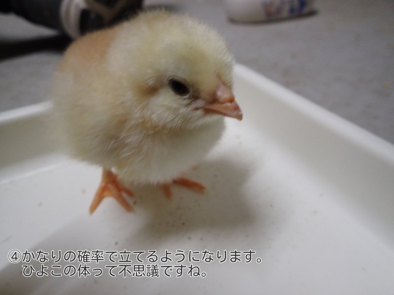 圖片來源:Nouji_center/twitter
