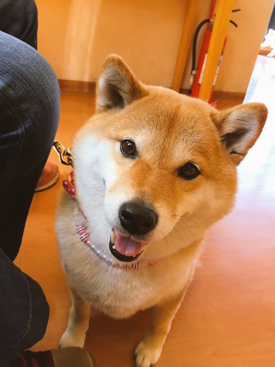 圖片來源:87shiba87/twitter