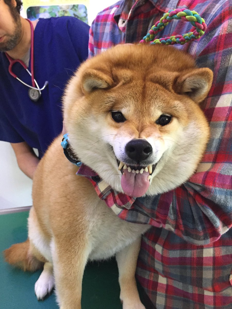 圖片來源:87shiba87/twitter