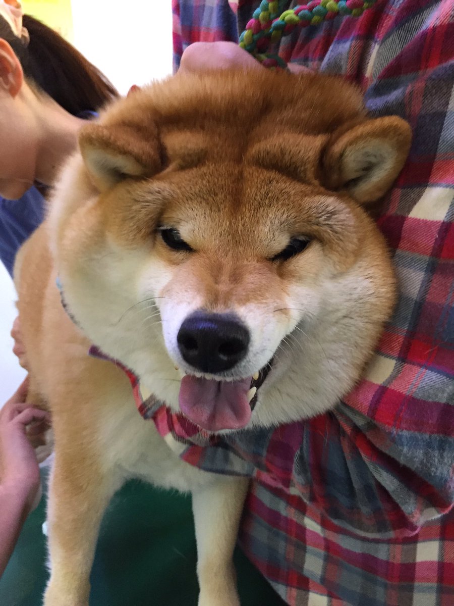 圖片來源:87shiba87/twitter
