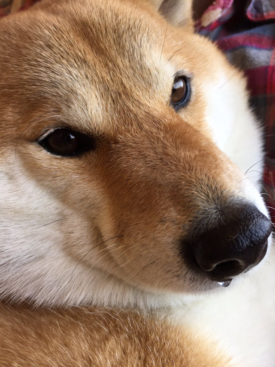 圖片來源:87shiba87/twitter
