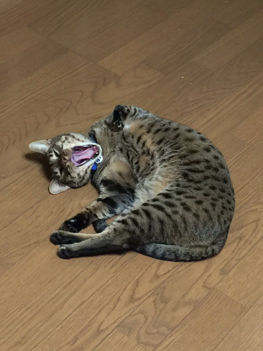 圖片來源： hornetpoison／twitter