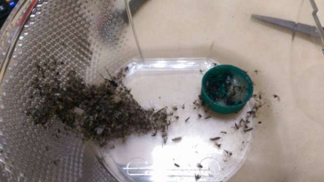 圖片來源:COSTCO好市多消費經驗分享區