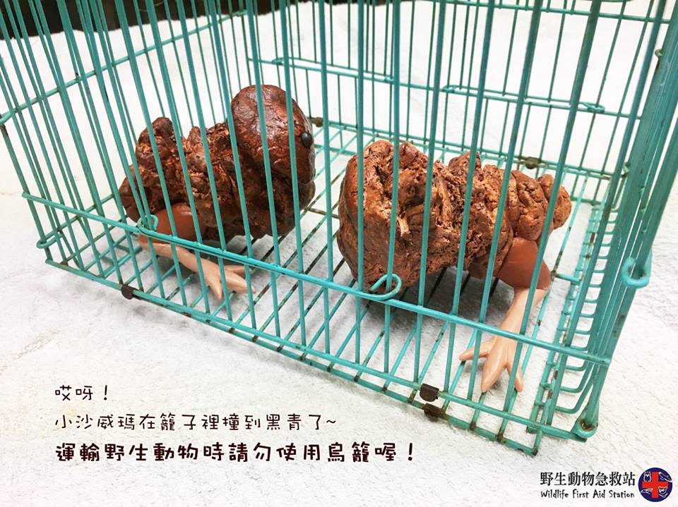圖片來源:野生動物急救站/Facebook