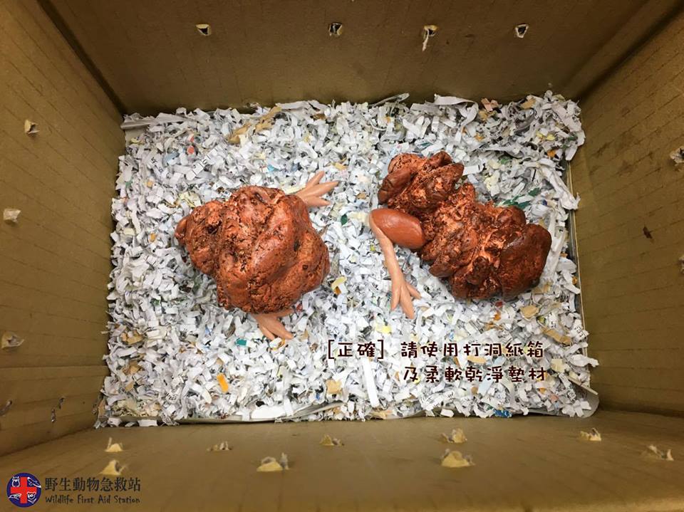 圖片來源:野生動物急救站/Facebook