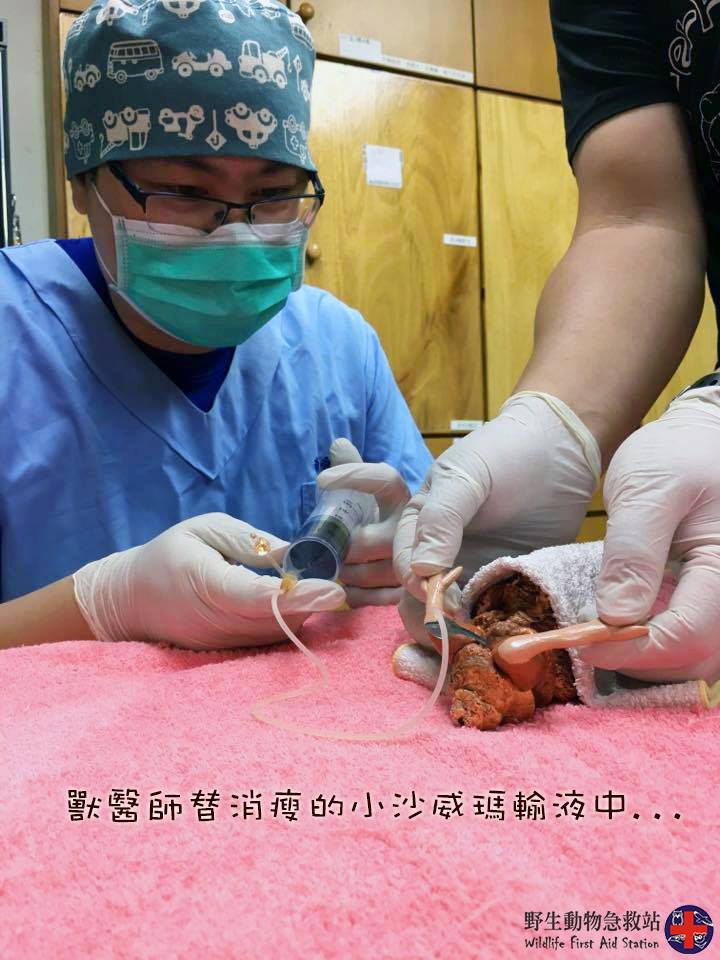 圖片來源:野生動物急救站/Facebook