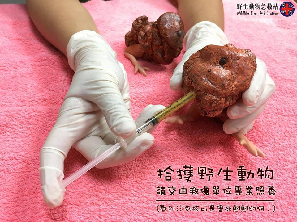 圖片來源:野生動物急救站/Facebook