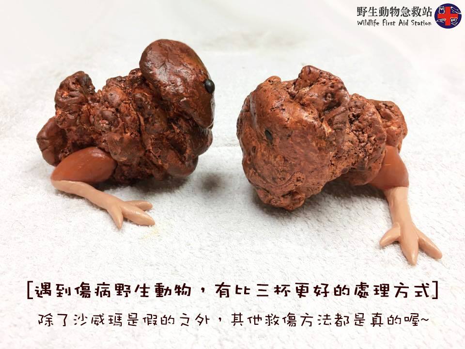圖片來源:野生動物急救站/Facebook