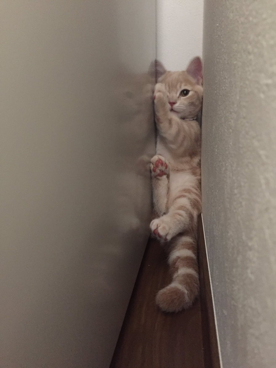 圖片來源:milkymirukun/twitter
