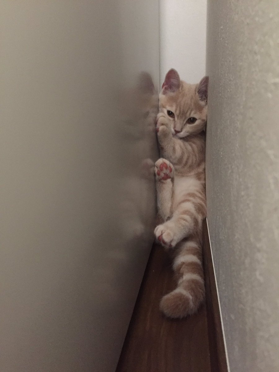 圖片來源:milkymirukun/twitter