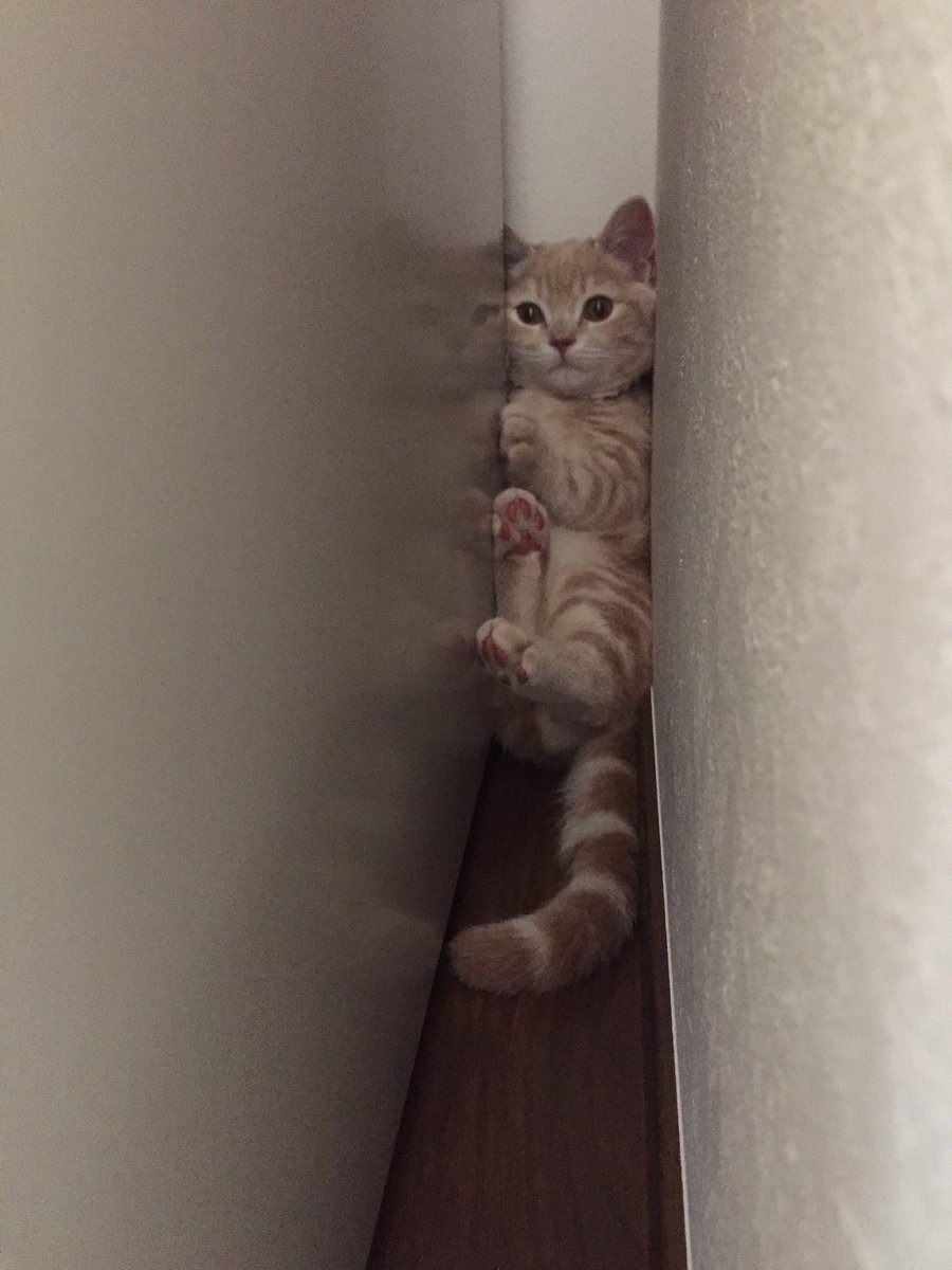 圖片來源:milkymirukun/twitter