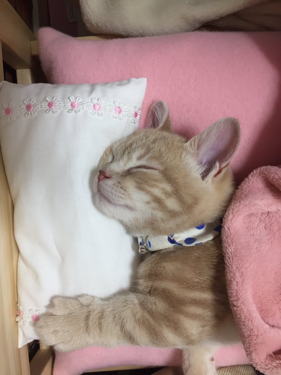 圖片來源:milkymirukun/twitter