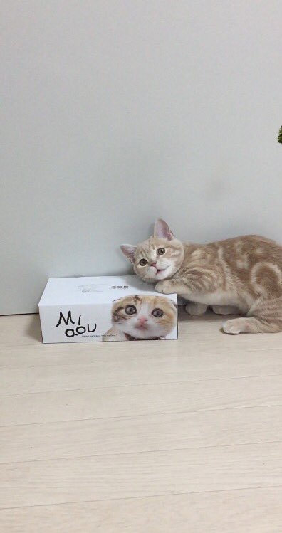 圖片來源:milkymirukun/twitter