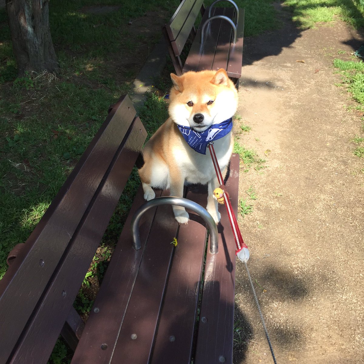 圖片來源:87shiba87/twitter