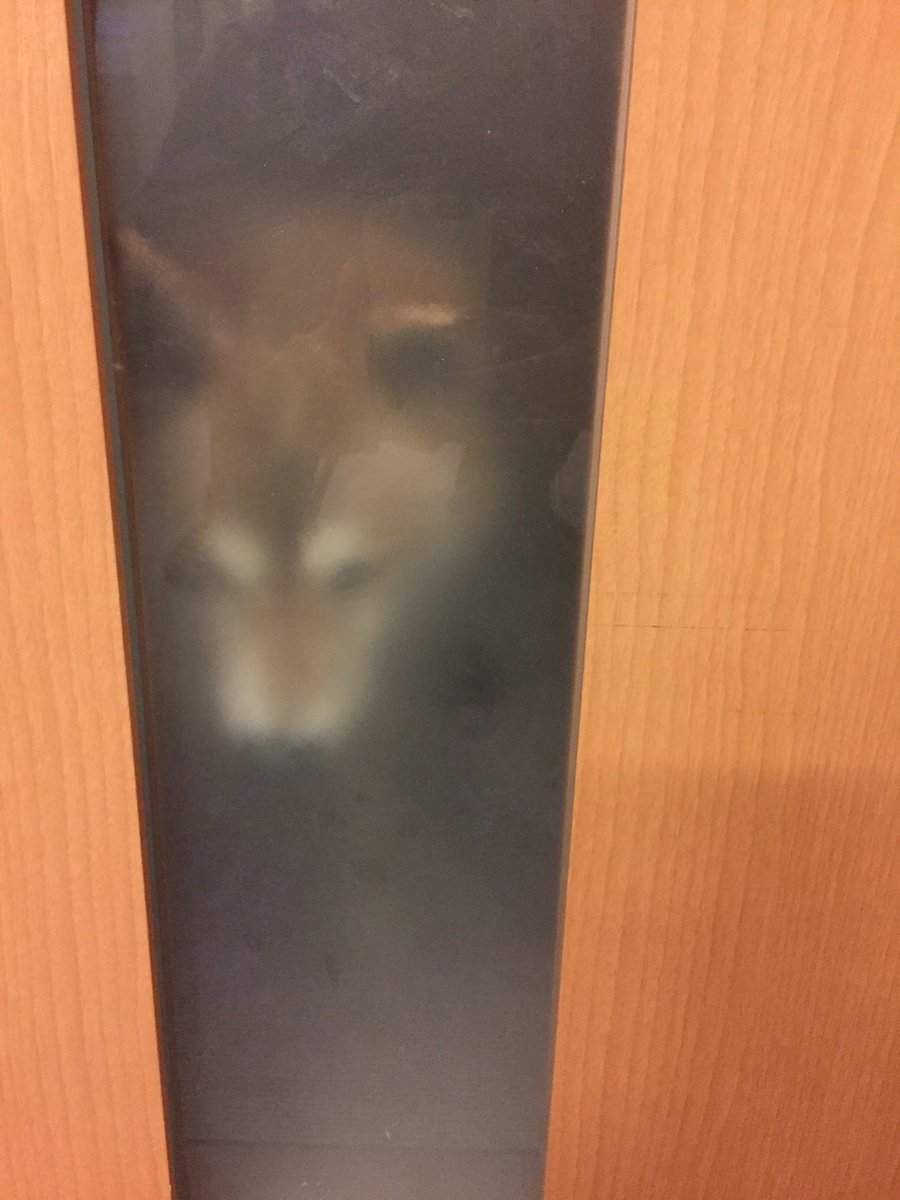圖片來源:tadayon0/twitter