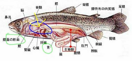 圖片來源:吳謹嘉