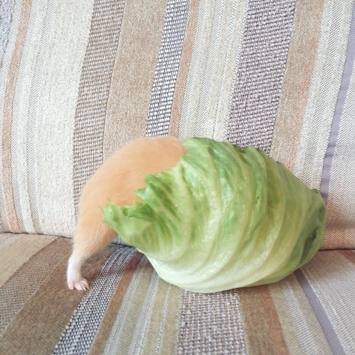 圖片來源:ganmo_chan/twitter