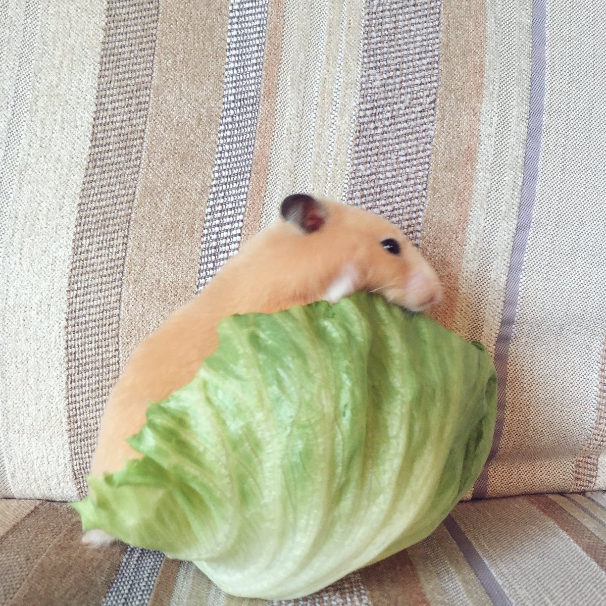 圖片來源:ganmo_chan/twitter