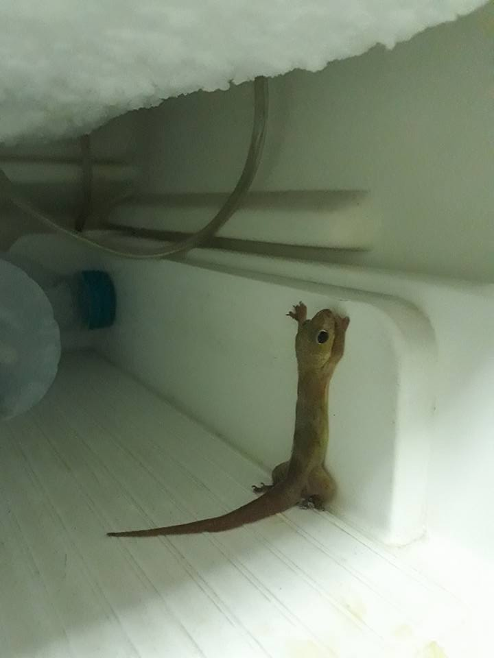 圖片來源: