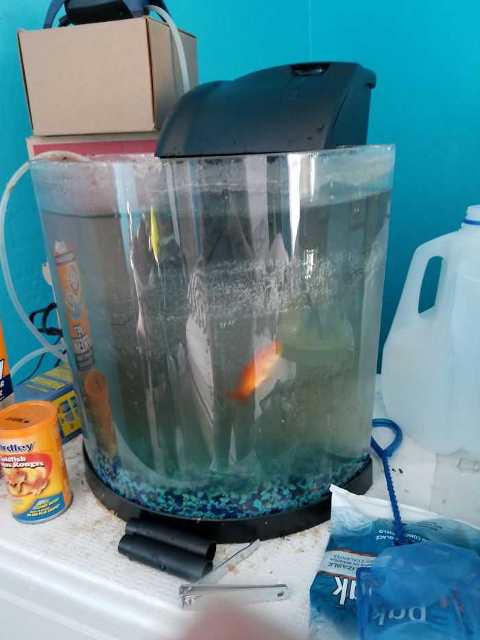 圖片來源：Oddlyduckish／imgur