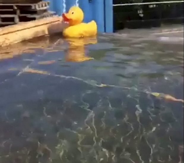 圖片來源：SWNS